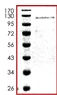 SDS-PAGE - Recombinant Human KAT3B / p300 protein (GST tag N-Terminus) (AB105913)