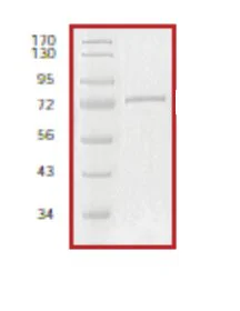 SDS-PAGE - Recombinant Human KAT3B / p300 protein (GST tag N-Terminus) (AB56274)