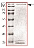 Recombinant Human KAT4 / TBP Associated Factor 1 protein