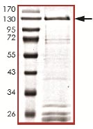 Recombinant Human KAT4 / TBP Associated Factor 1 protein