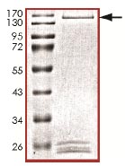SDS-PAGE - Recombinant Human KAT4 / TBP Associated Factor 1 protein (AB135219)
