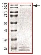 SDS-PAGE - Recombinant Human KAT4 / TBP Associated Factor 1 protein (AB135219)