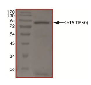 SDS-PAGE - Recombinant human KAT5 / Tip60 protein (Active) (AB268696)