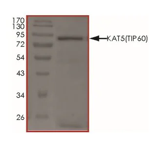 SDS-PAGE - Recombinant human KAT5 / Tip60 protein (Active) (GST tag N-Terminus) (AB268696)