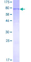 SDS-PAGE - Recombinant Human KAT5 / Tip60 protein (GST tag N-Terminus) (AB161037)