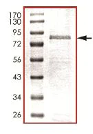 SDS-PAGE - Recombinant Human KAT8 / MYST1 / MOF protein (AB125660)