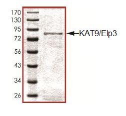 SDS-PAGE - Recombinant Human KAT9 / Elp3 protein (AB105858)