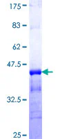 SDS-PAGE - Recombinant Human KCNC3 protein (GST tag N-Terminus) (AB158780)