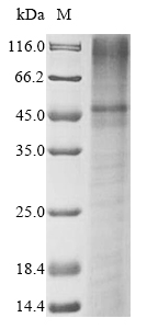 SDS-PAGE - Recombinant Human KCNK3/TASK1 protein (AB289739), expandable thumbnail