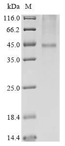 SDS-PAGE - Recombinant human KCNK9 protein (His tag) (AB314526)