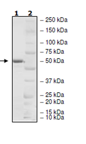 SDS-PAGE - Recombinant Human KCTD13 protein (GST tag N-Terminus) (AB271570)