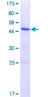 Recombinant Human KCTD15 protein