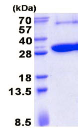 SDS-PAGE - Recombinant Human KCTD5 protein (AB137135), expandable thumbnail