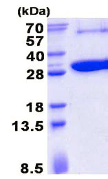 SDS-PAGE - Recombinant Human KCTD5 protein (His tag N-Terminus) (AB137135)