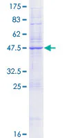 SDS-PAGE - Recombinant Human KDEL Receptor protein (GST tag N-Terminus) (AB153142)