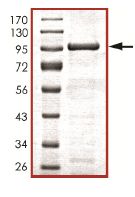 SDS-PAGE - Recombinant Human KDM1/LSD1 protein (AB125649)