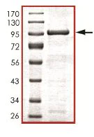 SDS-PAGE - Recombinant Human KDM1/LSD1 protein (AB125649)