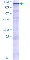 SDS-PAGE - Recombinant Human KDM1/LSD1 protein (GST tag N-Terminus) (AB132186)