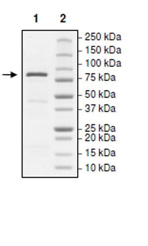 SDS-PAGE - Recombinant human KDM2A protein (Active) (AB271507), expandable thumbnail