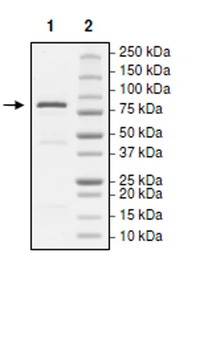 SDS-PAGE - Recombinant human KDM2A protein (Active) (DDDDK tag N-Terminus + Avi tag N-Terminus) (AB271507)