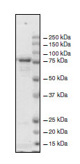 Recombinant human KDM2B protein