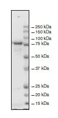 SDS-PAGE - Recombinant human KDM2B protein (DDDDK tag C-Terminus) (AB196435)