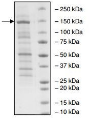 Recombinant human KDM3A / JHDM2A protein