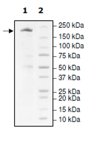 SDS-PAGE - Recombinant human KDM3B / JMJD1B protein (Active) (DDDDK tag N-Terminus + Avi tag N-Terminus) (AB271569)