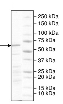 Recombinant human KDM4B / JMJD2B protein