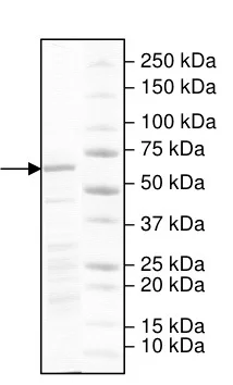 SDS-PAGE - Recombinant human KDM4B / JMJD2B protein (DDDDK tag C-Terminus) (AB198149)