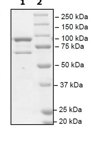 SDS-PAGE - Recombinant human KDM4B / JMJD2B protein (GST tag N-Terminus) (AB198159)