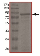SDS-PAGE - Recombinant Human KDM4C / GASC1 / JMJD2C protein (AB167940), expandable thumbnail