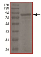 SDS-PAGE - Recombinant Human KDM4C / GASC1 / JMJD2C protein (AB167940)