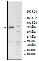 SDS-PAGE - Recombinant human KDM4C / GASC1 / JMJD2C protein (GST tag N-Terminus) (AB198094)
