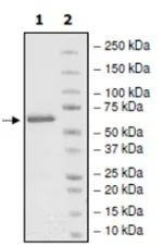 SDS-PAGE - Recombinant human KDM4D / JMJD2D protein (GST tag N-Terminus) (AB196398)