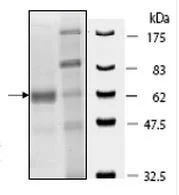SDS-PAGE - Recombinant human KDM4E protein (AB196415)