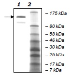 SDS-PAGE - Recombinant human KDM5A / Jarid1A / RBBP2 protein (AB198108), expandable thumbnail