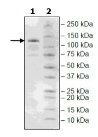 SDS-PAGE - Recombinant human KDM5A / Jarid1A / RBBP2 protein (Active) (His N-Term + Avi N-Term + DDDDK C-Term) (AB271566)