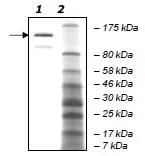 SDS-PAGE - Recombinant human KDM5A / Jarid1A / RBBP2 protein (AB198108)