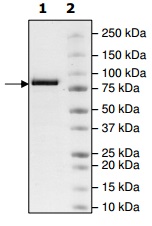 SDS-PAGE - Recombinant human KDM5B / PLU1 / Jarid1B protein (AB198112), expandable thumbnail