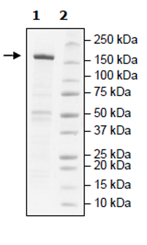 SDS-PAGE - Recombinant human KDM5B / PLU1 / Jarid1B protein (Active) (AB271567), expandable thumbnail
