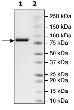 SDS-PAGE - Recombinant human KDM5B / PLU1 / Jarid1B protein (His-DDDDK tag N-Terminus) (AB198112)