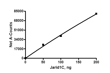 Functional Studies - Recombinant human KDM5C / Jarid1C / SMCX protein (DDDDK tag N-Terminus + His tag N-Terminus) (AB196392)