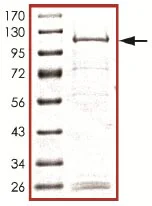 SDS-PAGE - Recombinant Human KDM5C / Jarid1C / SMCX protein (GST tag N-Terminus) (AB125608)