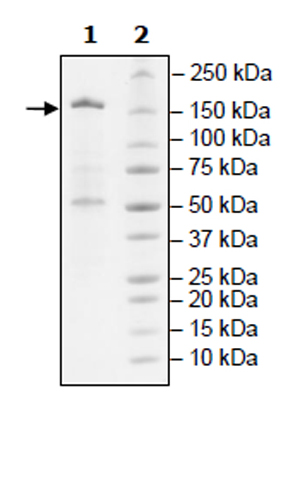SDS-PAGE - Recombinant human KDM6A / UTX protein (Active) (AB271785), expandable thumbnail