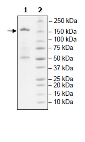 SDS-PAGE - Recombinant human KDM6A / UTX protein (Active) (DDDDK tag N-Terminus) (AB271785)