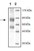 SDS-PAGE - Recombinant human KDM6B / JMJD3 protein (AB196420)
