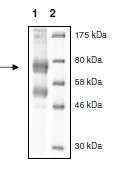 SDS-PAGE - Recombinant human KDM6B / JMJD3 protein (AB196420)
