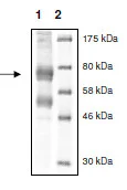SDS-PAGE - Recombinant human KDM6B / JMJD3 protein (DDDDK tag C-Terminus) (AB196420)