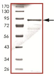 SDS-PAGE - Recombinant human KDS protein (AB125551)